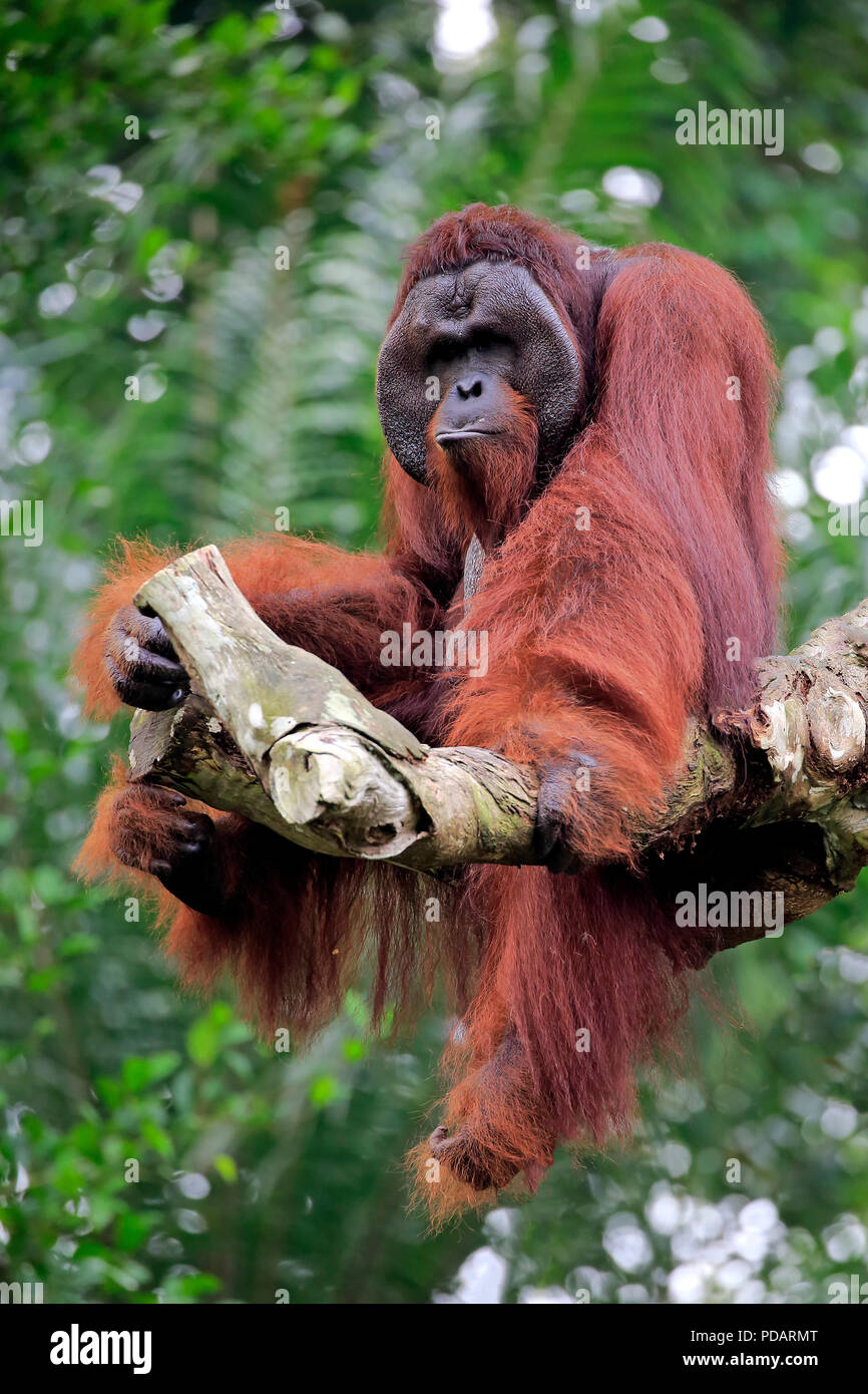 Orang Utan, adult male on tree, captive, Singapore, Southeast Asia, Pongo pygmaeus Stock Photo