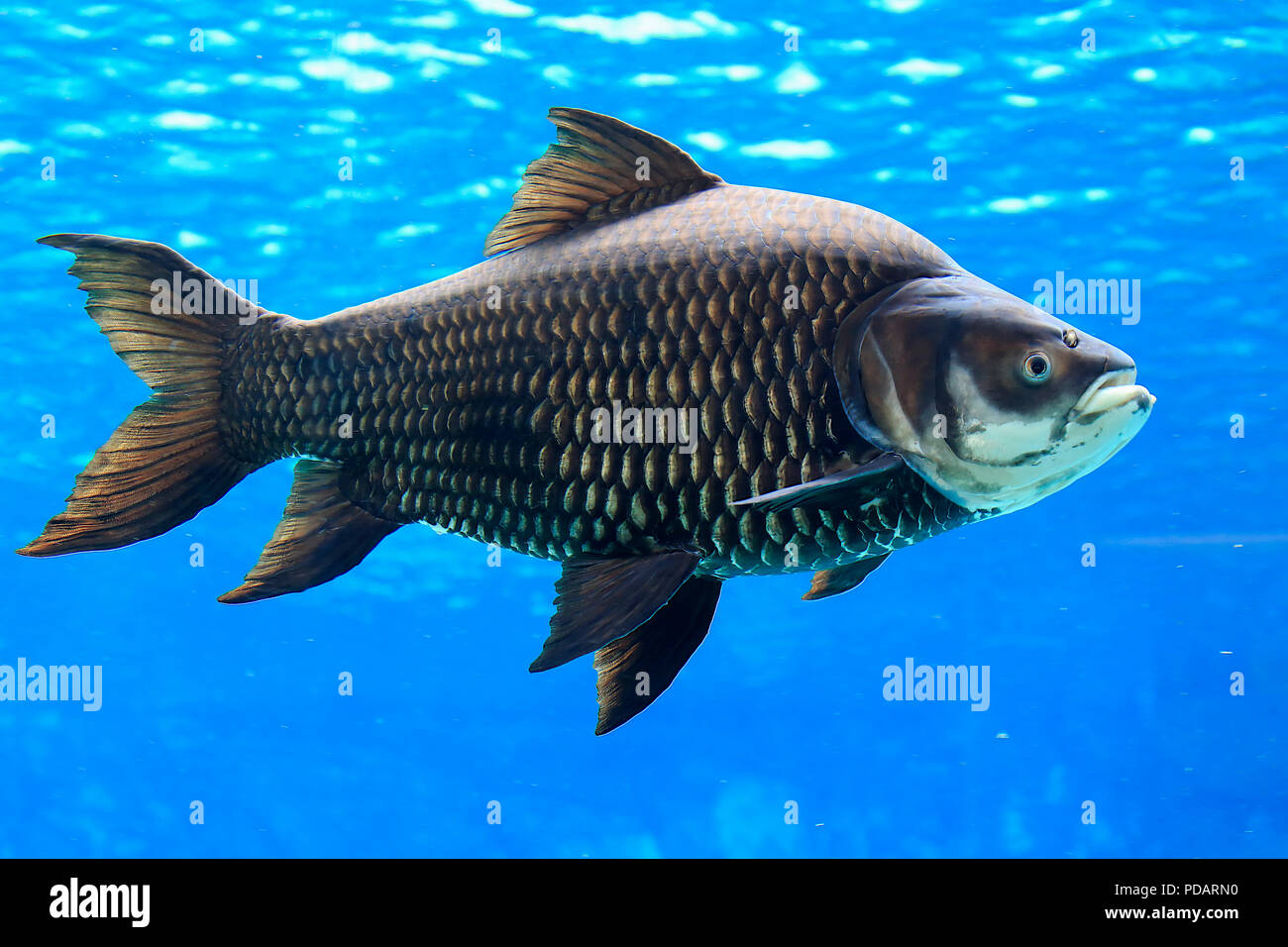 Giant barb, Siamese giant carp, captive, Singapore, Asia, Catlocarpio siamensis Stock Photo