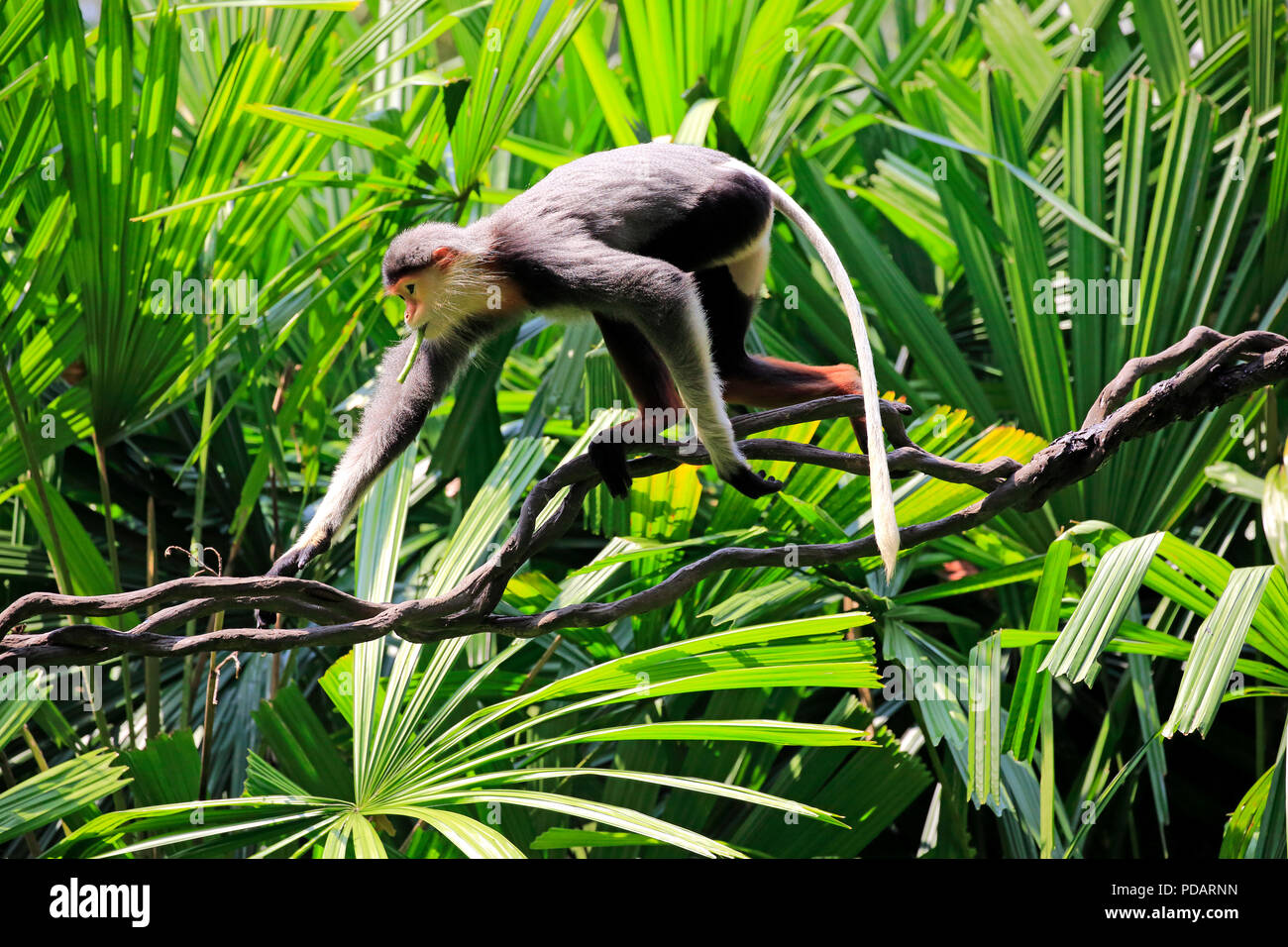 Douc Langur, adult, Asia, Pygathrix nemaeus Stock Photo