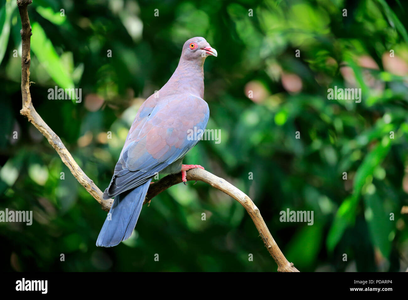 Maranon Pigeon, adult on tree, South America, Patagioenas oenops Stock Photo