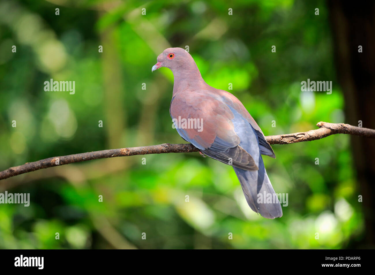 Maranon Pigeon, adult on tree, South America, Patagioenas oenops Stock Photo