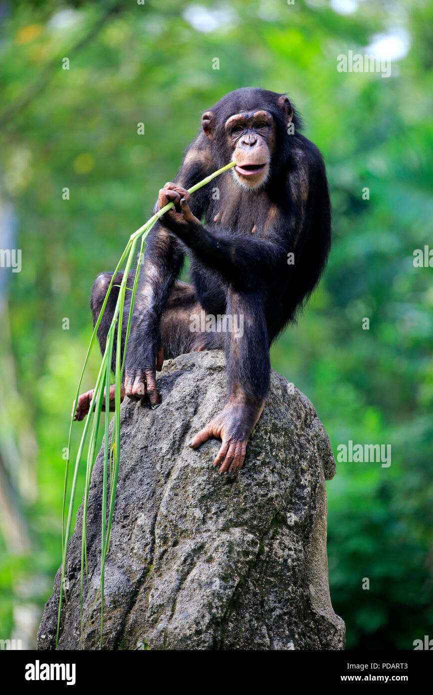 Chimpanzee, adult female using tool, feeding, Africa, Pan troglodytes troglodytes Stock Photo