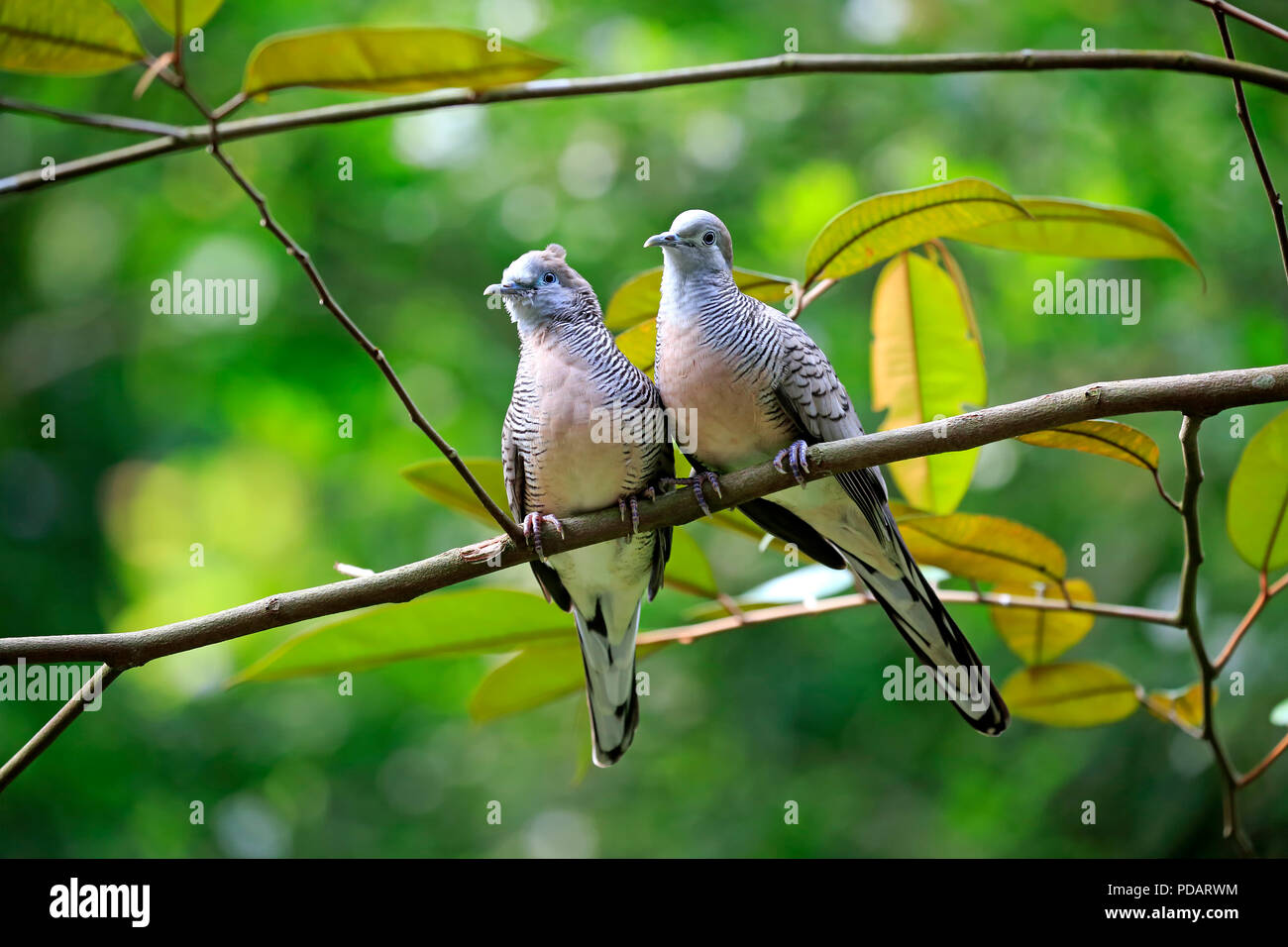 Zebra Dove, barred ground dove, adult couple on branch, social behaviour, Singapore, Singapore, Southeast Asia, Asia, Geopelia striata Stock Photo