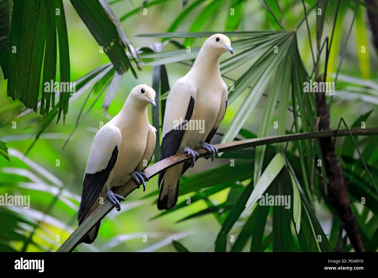 Torres Strait imperial pigeon, adult couple on tree, Australia, Ducula bicolor Stock Photo
