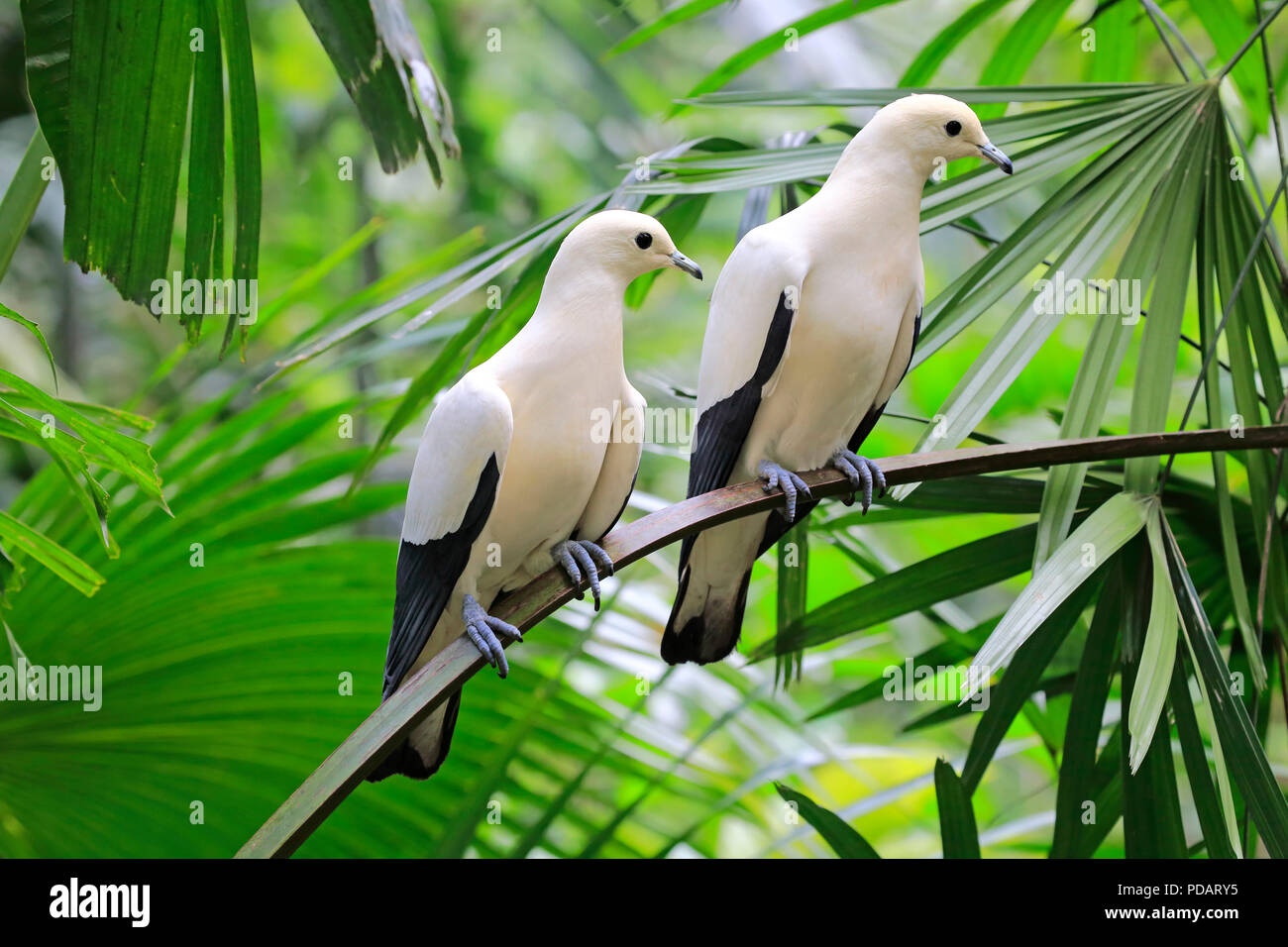 Torres Strait imperial pigeon, adult couple on tree, Australia, Ducula bicolor Stock Photo