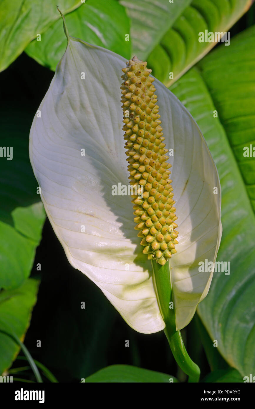 Wendlands Blattfahne  Spathiphyllum wendlandii , Vorkommen Mittelamerika Stock Photo