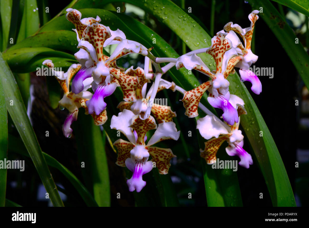 Orchidee, dreifarbige Vanda  Vanda tricolor Vorkommen Suedostasien Stock Photo