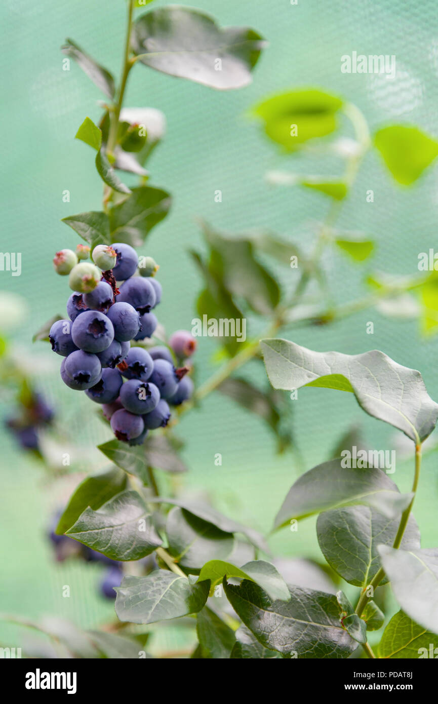 Blueberries growing in cultivation Stock Photo Alamy