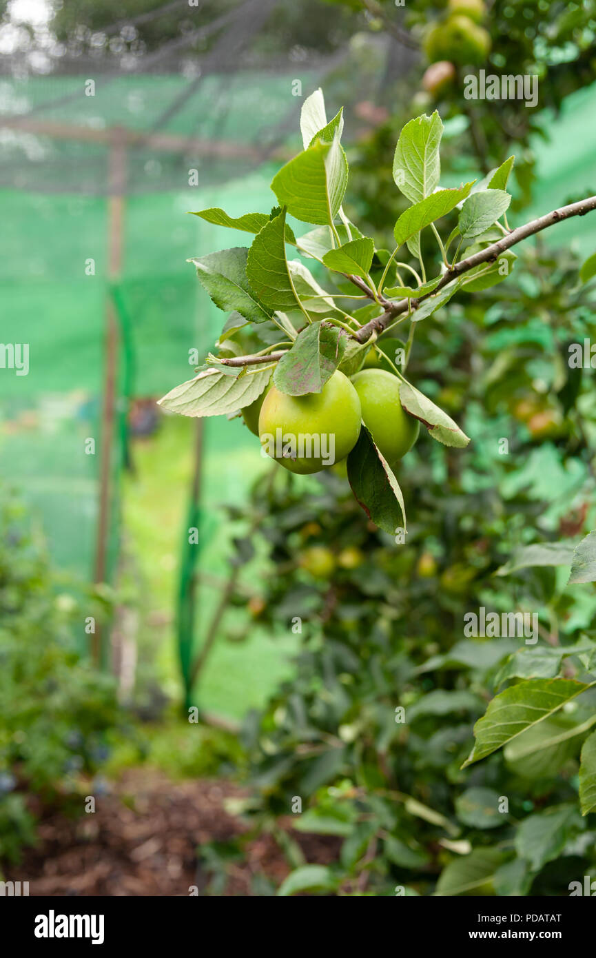 Apples on the Tree Stock Photo