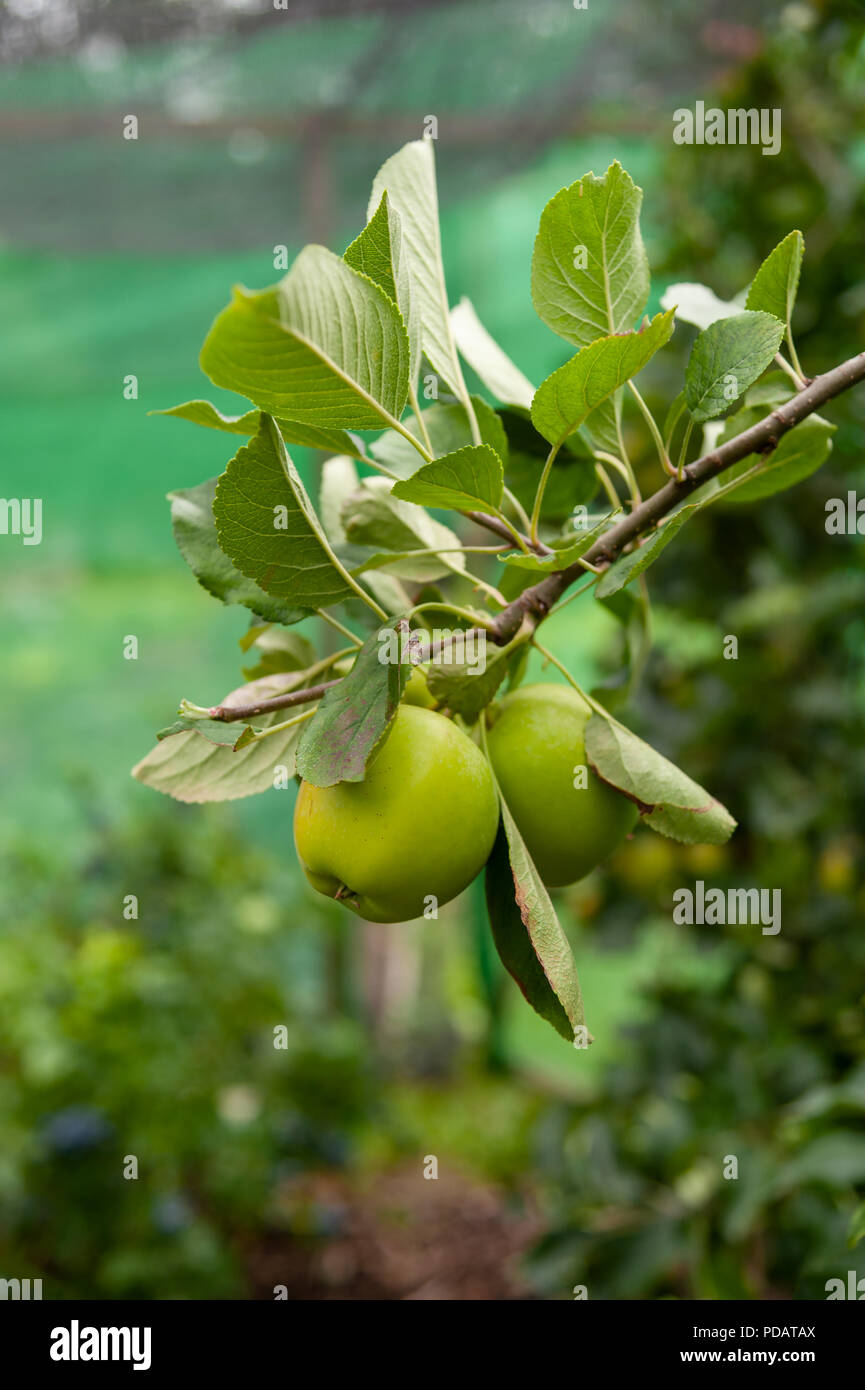 Apples on the Tree Stock Photo