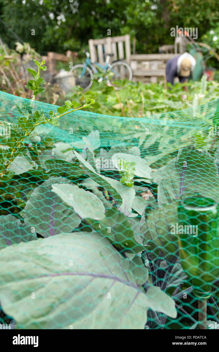Crops netted for protection on an Edinburgh Allotment. Stock Photo