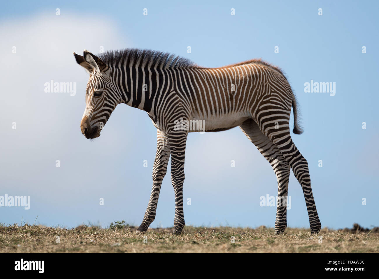 A new baby GrŽvys Zebra at the West Midlands Safari Park, Bewdley. The Zebra yet to be named has been born to first-time-mother Akuna and father Quigley. Stock Photo