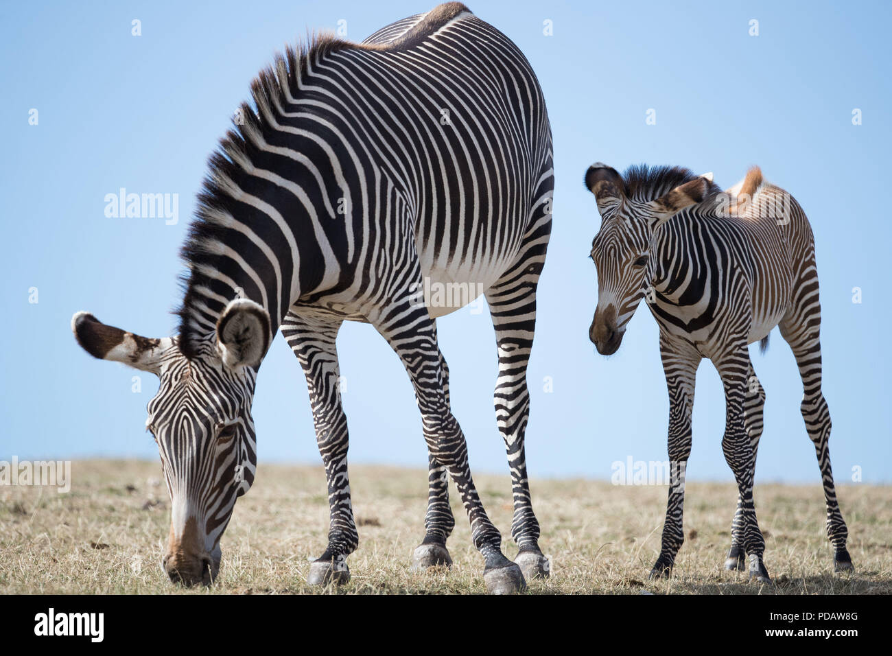 A new baby GrŽvy's Zebra with its mother Akuna at the West Midlands Safari Park, Bewdley. The Zebra yet to be named has been born to first-time-mother Akuna and father Quigley. Stock Photo