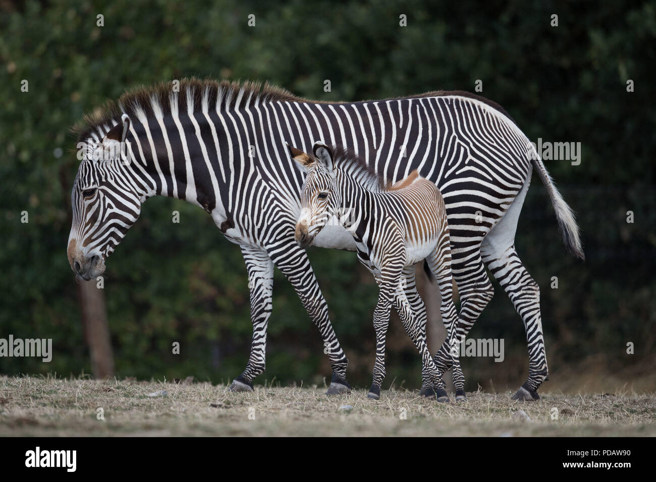 A new baby GrŽvy's Zebra with its mother Akuna at the West Midlands Safari Park, Bewdley. The Zebra yet to be named has been born to first-time-mother Akuna and father Quigley. Stock Photo