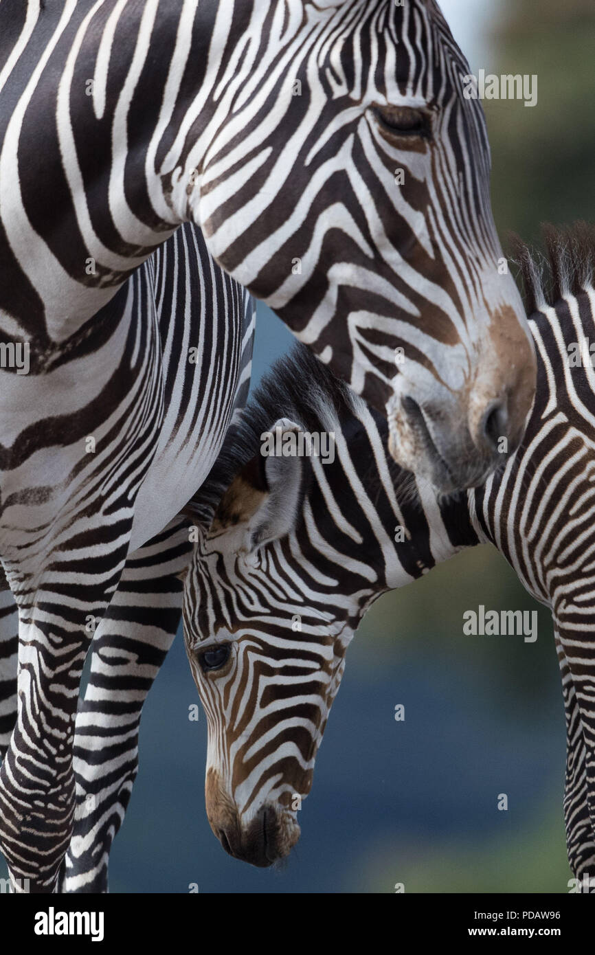 A new baby GrŽvys Zebra with its mother Akuna at the West Midlands Safari Park, Bewdley. The Zebra yet to be named has been born to first-time-mother Akuna and father Quigley. Stock Photo