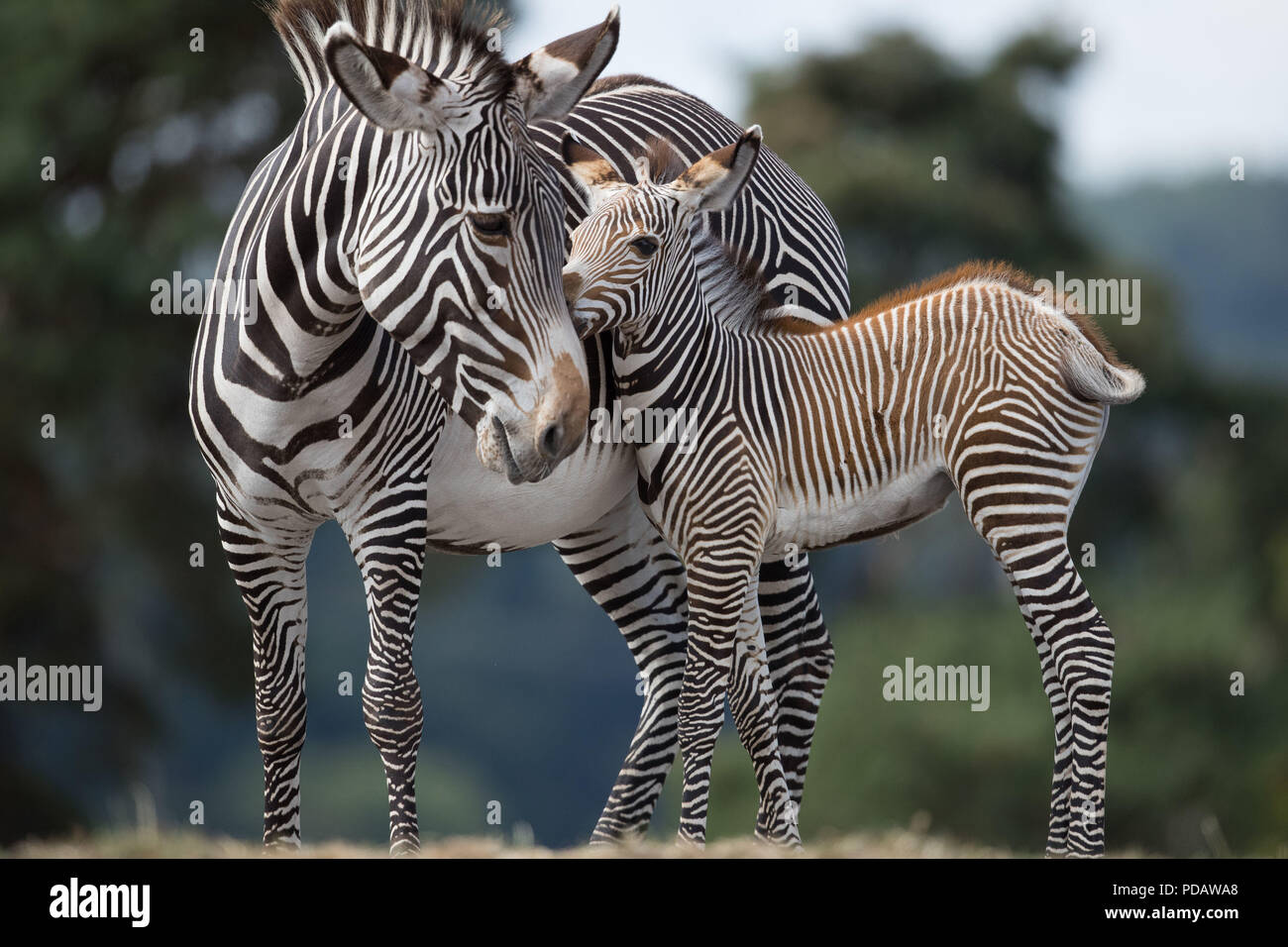какого цвета молоко у зебры. молоко гиппопотама. интересная расцветка зебры. у бегемотов розовое молоко. у бегемотов розовое молоко.