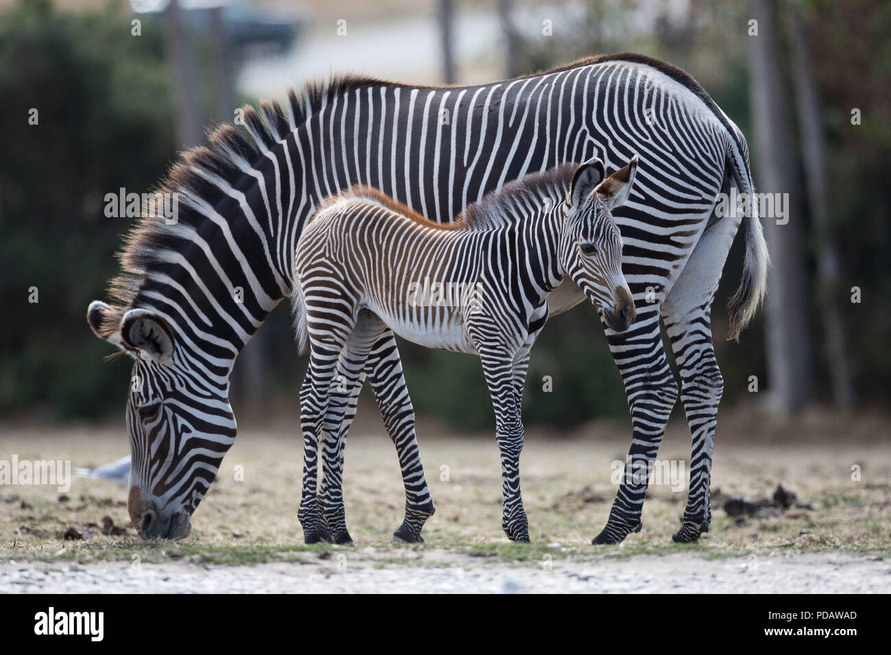 A new baby GrŽvys Zebra with its mother Akuna at the West Midlands Safari Park, Bewdley. The Zebra yet to be named has been born to first-time-mother Akuna and father Quigley. Stock Photo