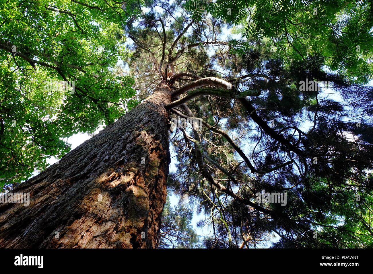 Old and tall tree in Dublin, Ireland Stock Photo Alamy