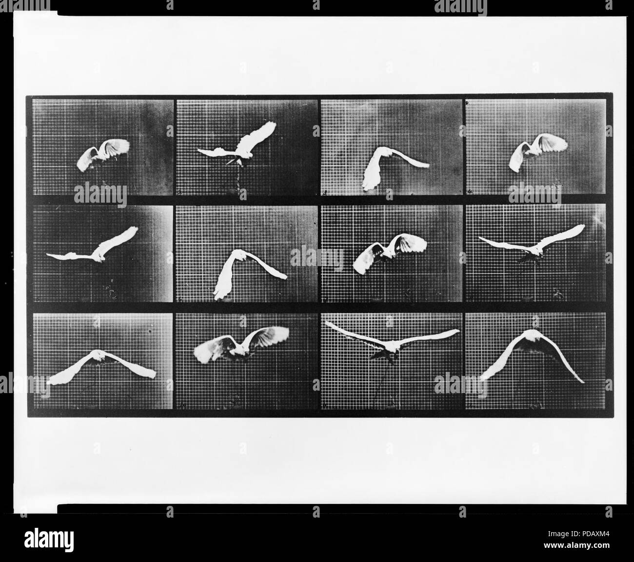 Animal Plate 762 Stock Photo Alamy