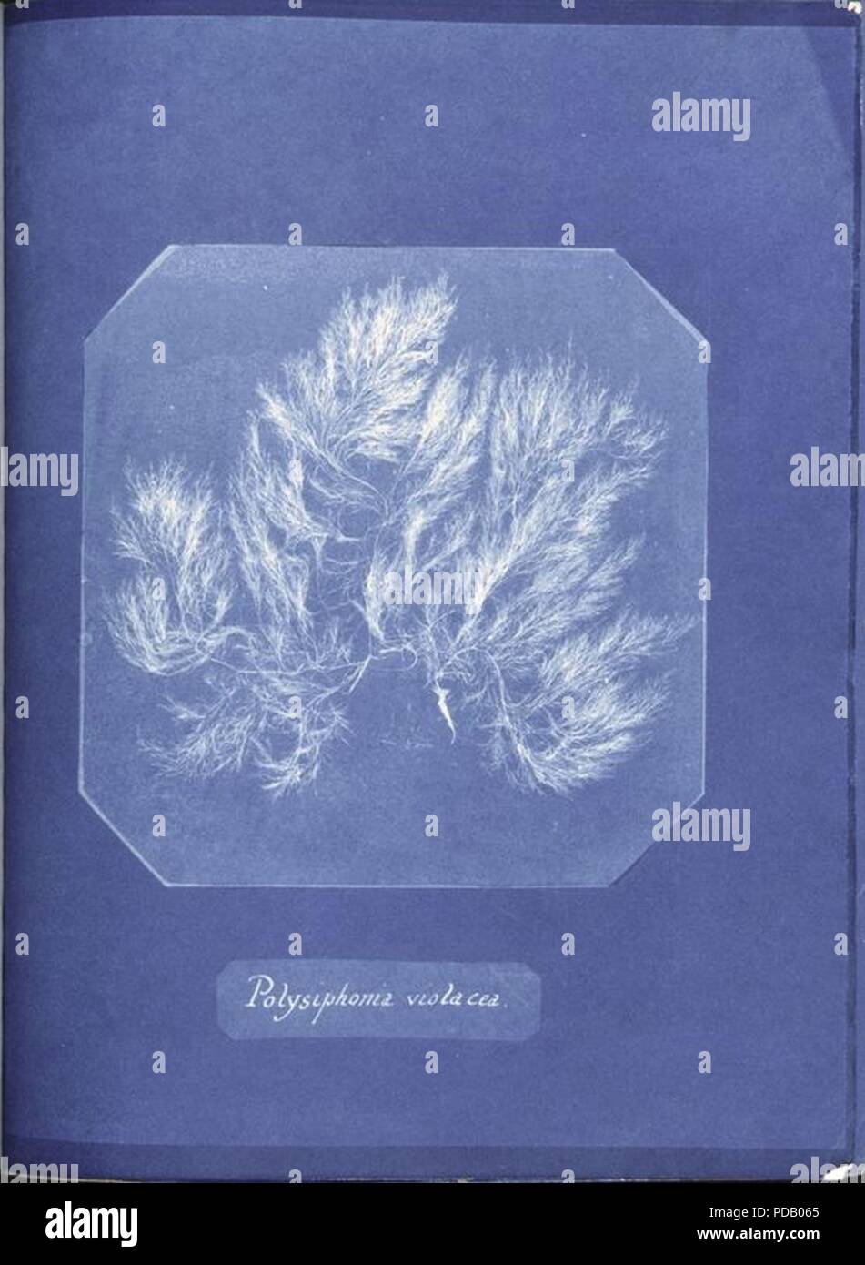 Anna Atkins Polysiphonia violacea. Stock Photo