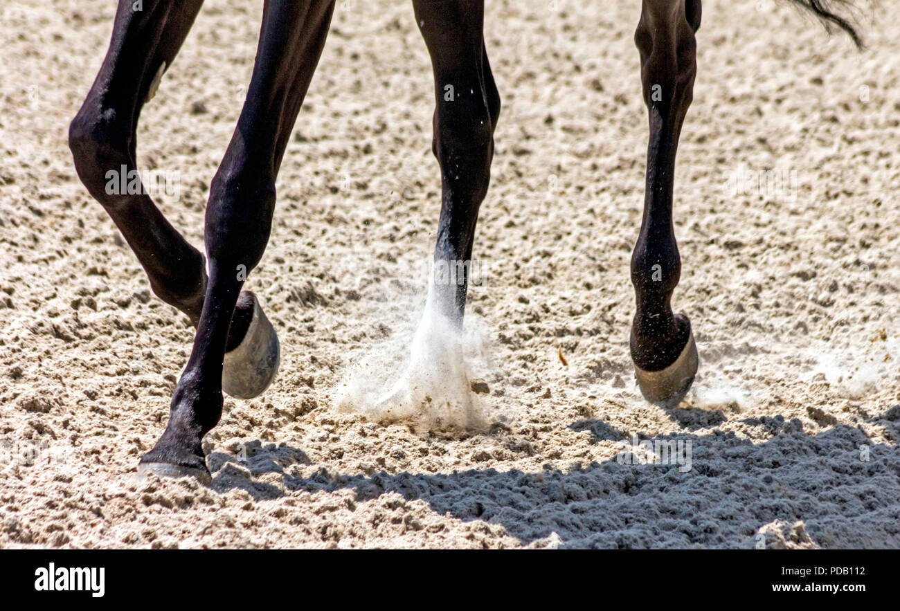 Leading horse walking along the sand track Stock Photo Alamy