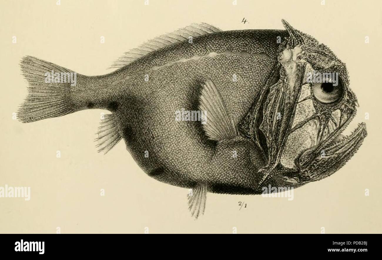 Anoplogaster cornutus from Lütken 1878. Stock Photo