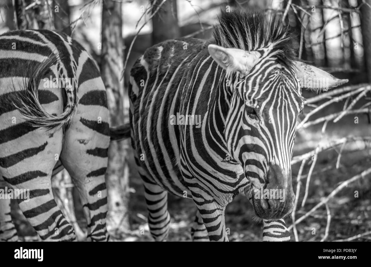 Zebra Both Ways on a Sunny Summer Day in a Zoological Garden, Quebec, Canada. Stock Photo