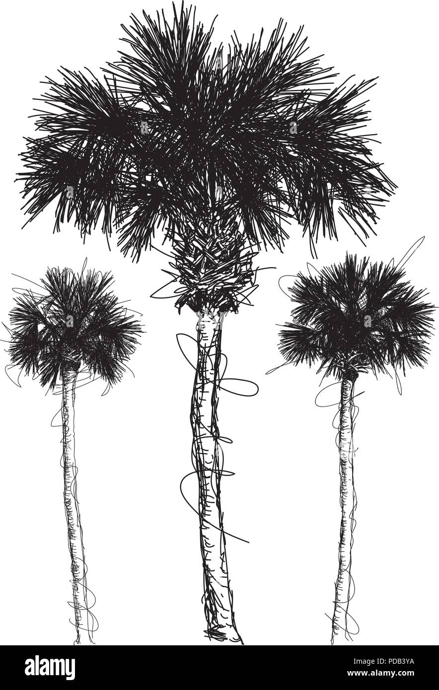 Palm tree sketches Stock Vector