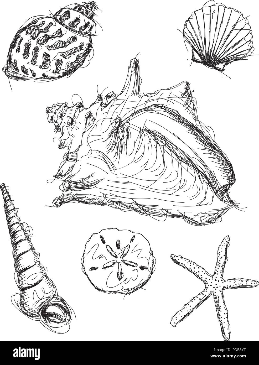 Seashell sketches Stock Vector
