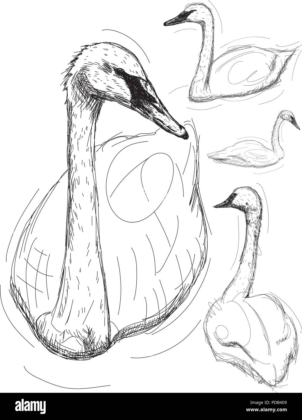 Swan drawing hires stock photography and images Alamy