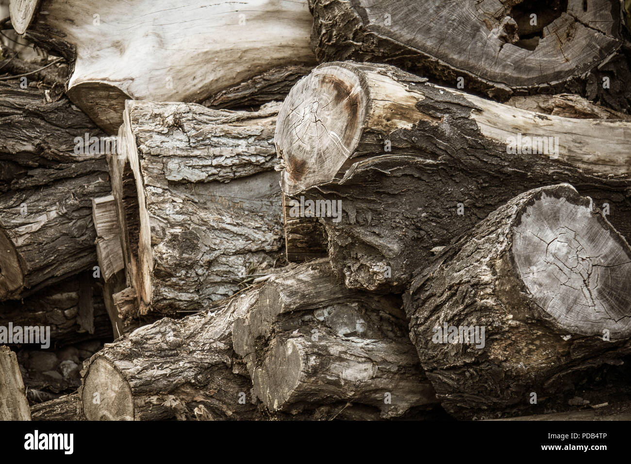 Stumps tree background. Cross section stumps tree background. Stock Photo