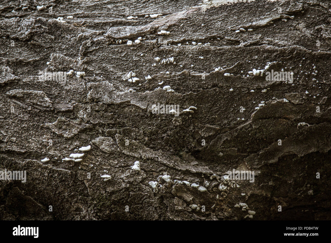 Dark wood texture. Abstract background, empty template. Stock Photo