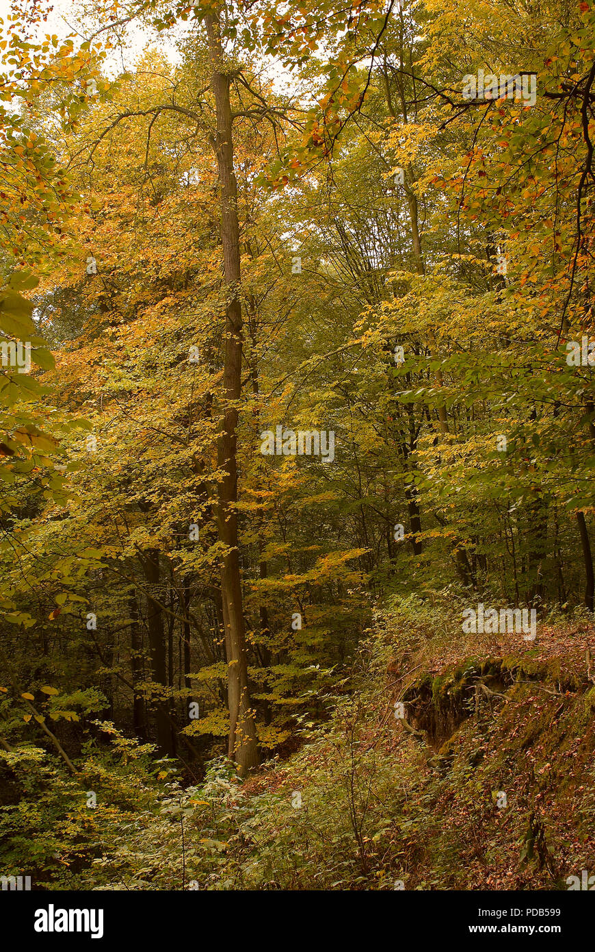 Photo of an autumn forest with the fallen and yellow foliage Stock ...