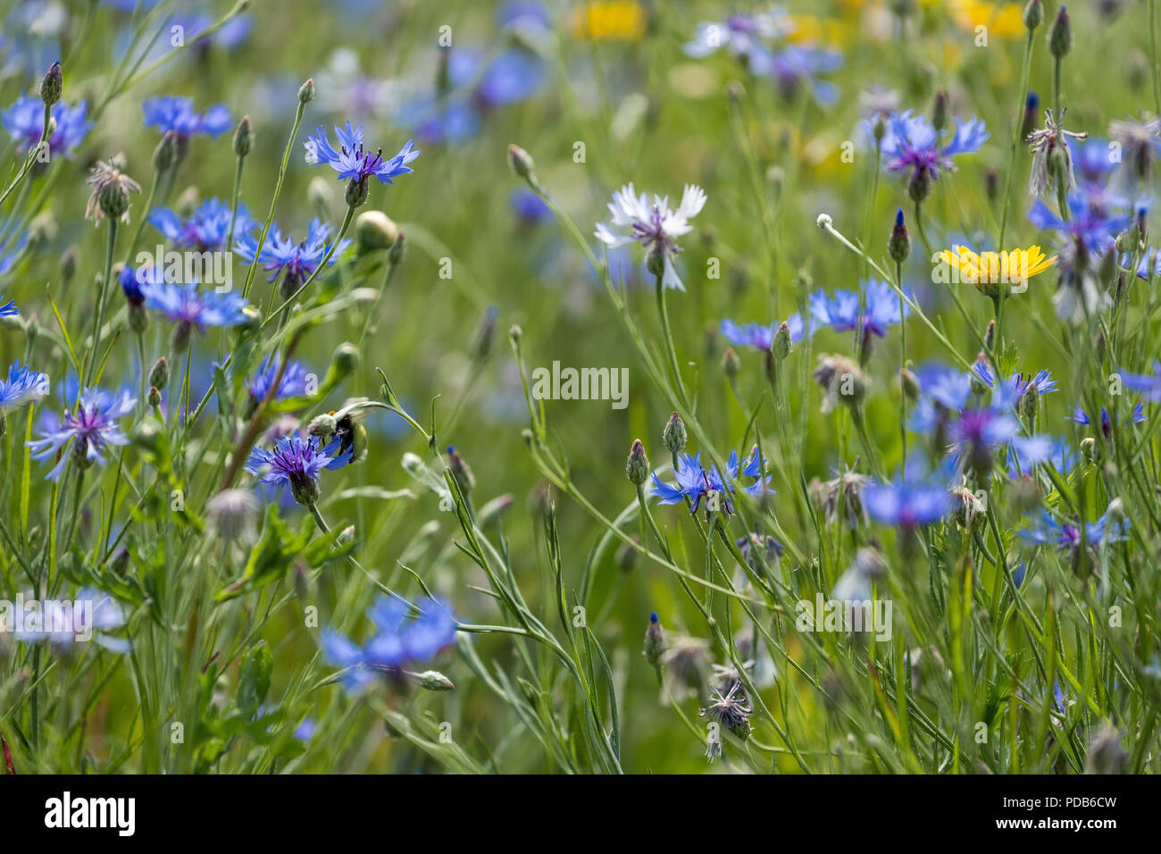 Close up wild flowers Stock Photo - Alamy