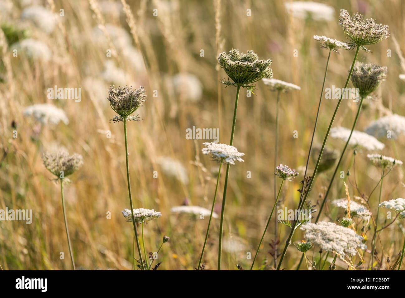 Summer wild flowers at the field Stock Photo - Alamy