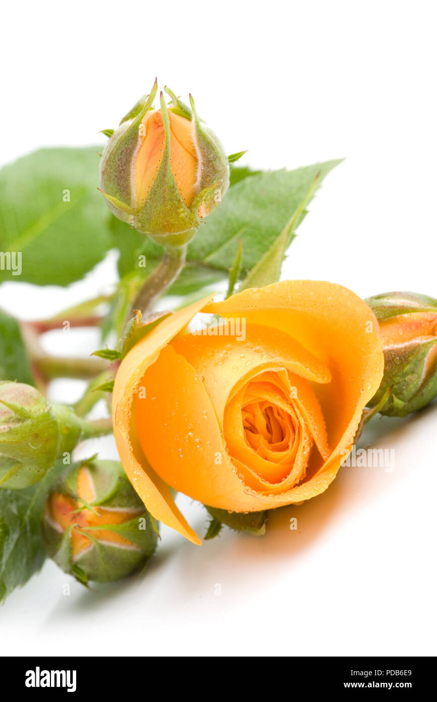 yellow flowers on white background Stock Photo Alamy