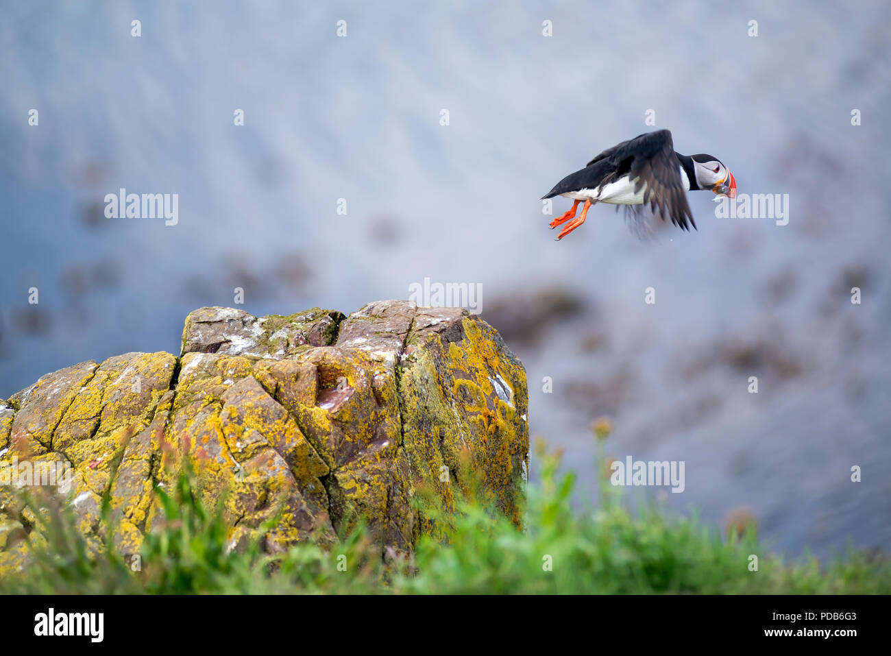 Atlantic Puffin, Fratercula artica in flight, Borgarfjordur, Iceland Stock Photo