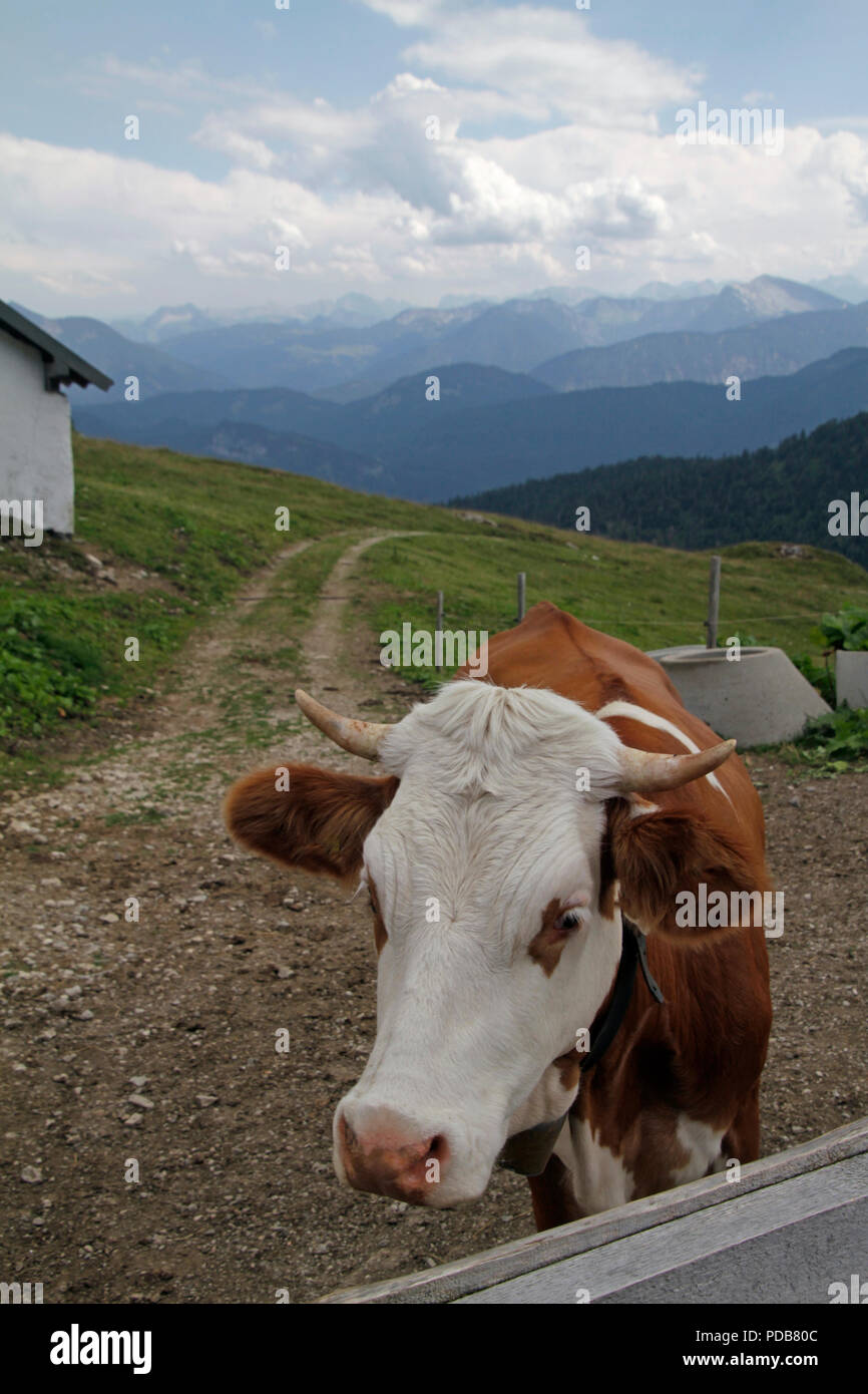 Cows at a mountain pasture with the mountain range of the European Alps ...