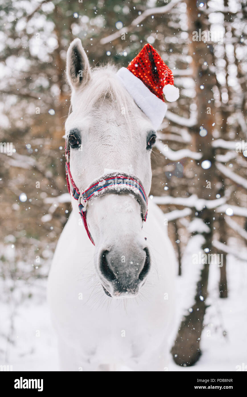 Adorable festive white horse wearing Christmas hat, standing in the snowy winter forest Stock Photo