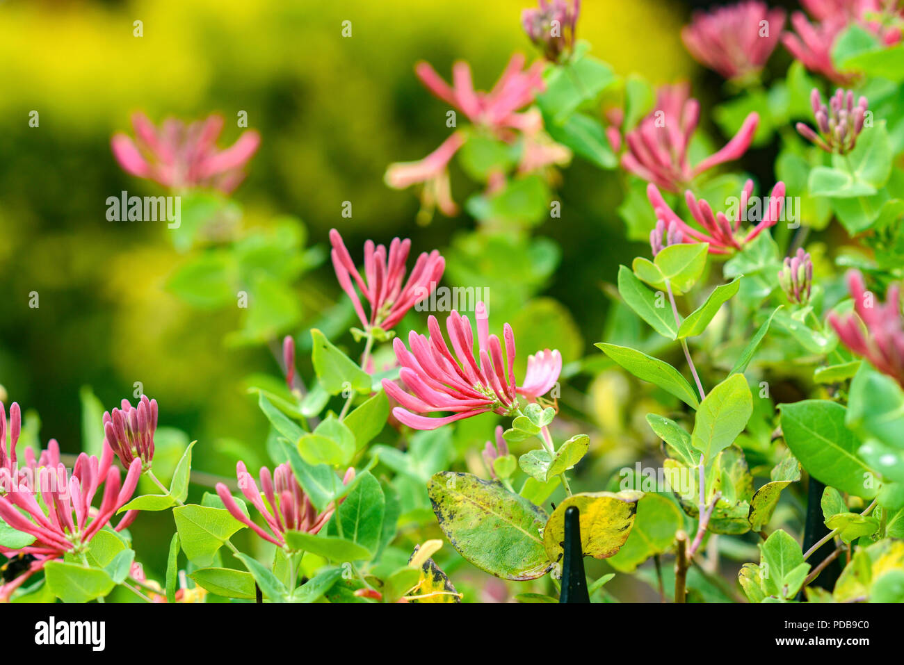 Pink lonicera blooming in the garden in summer. Stock Photo