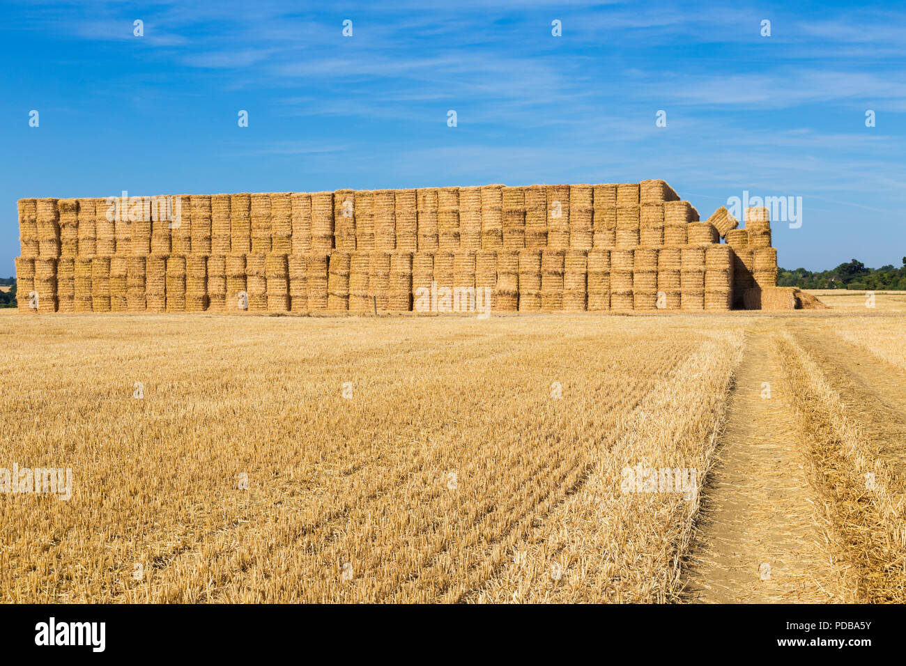Field of straw bales Stock Photo