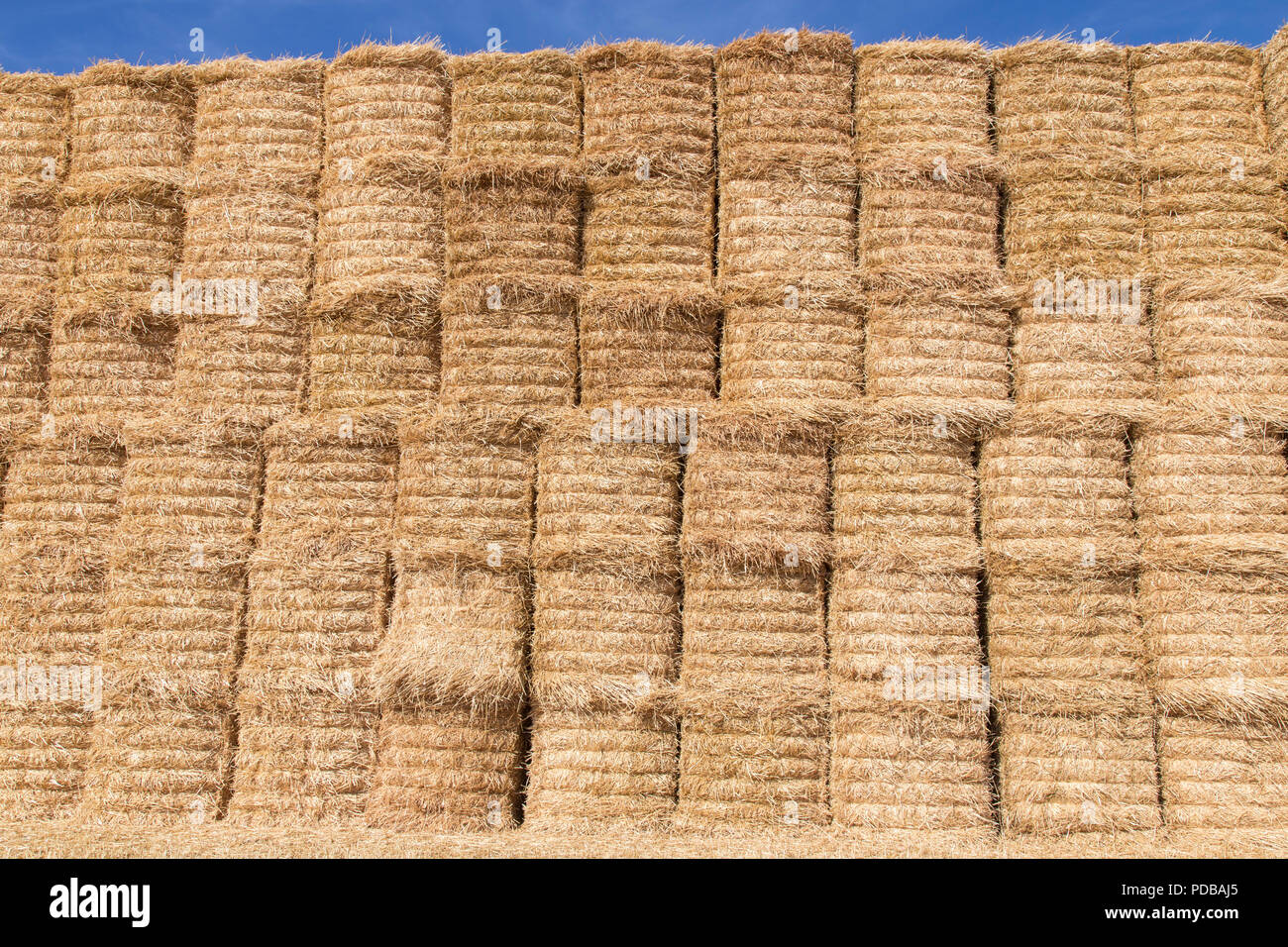 Stack of corn straw bales Stock Photo