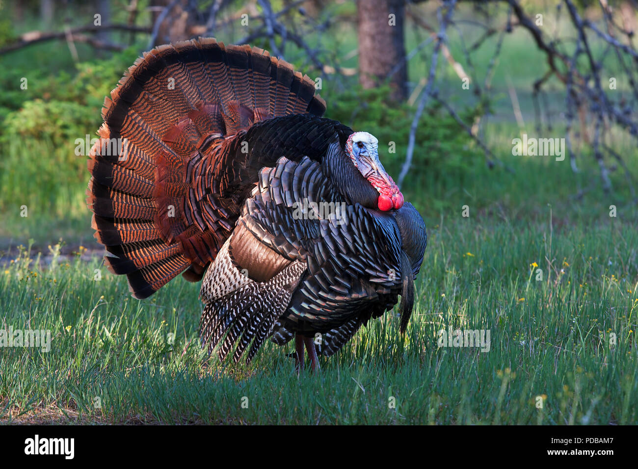Male eastern wild turkey strutting High Resolution Stock Photography