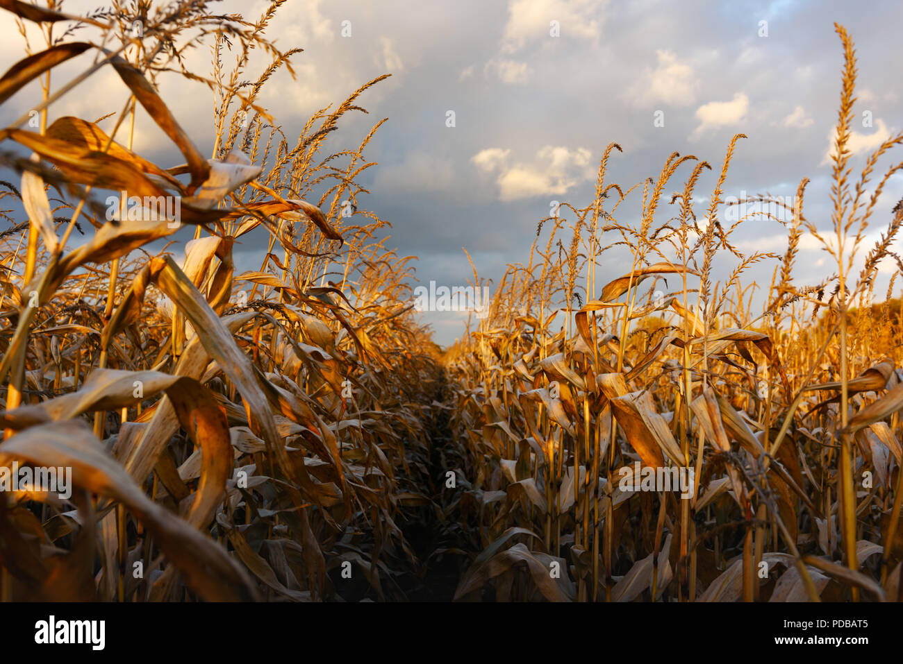 Ripe corn on a rural field Stock Photo
