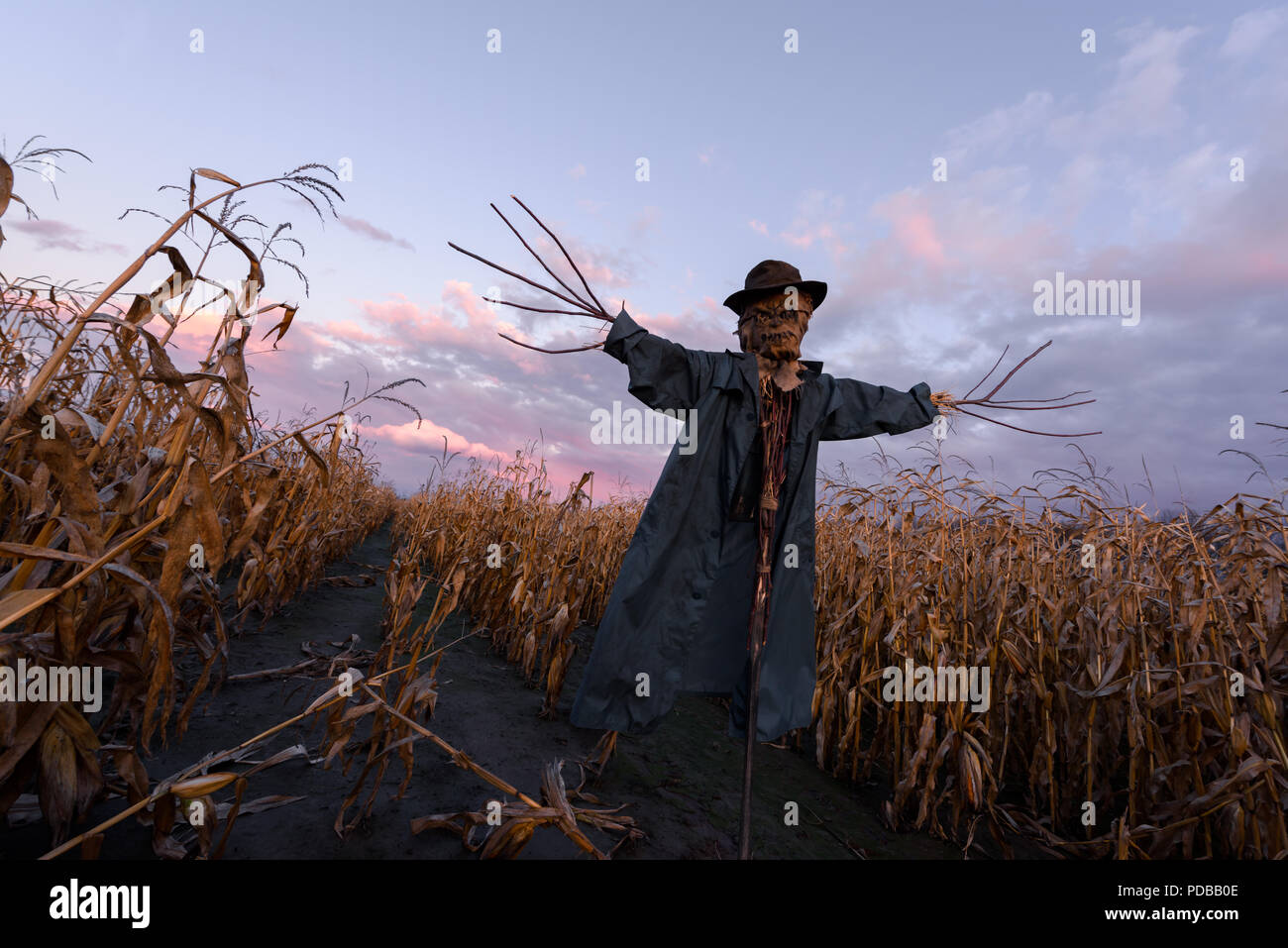 Scary scarecrow in a hat Stock Photo