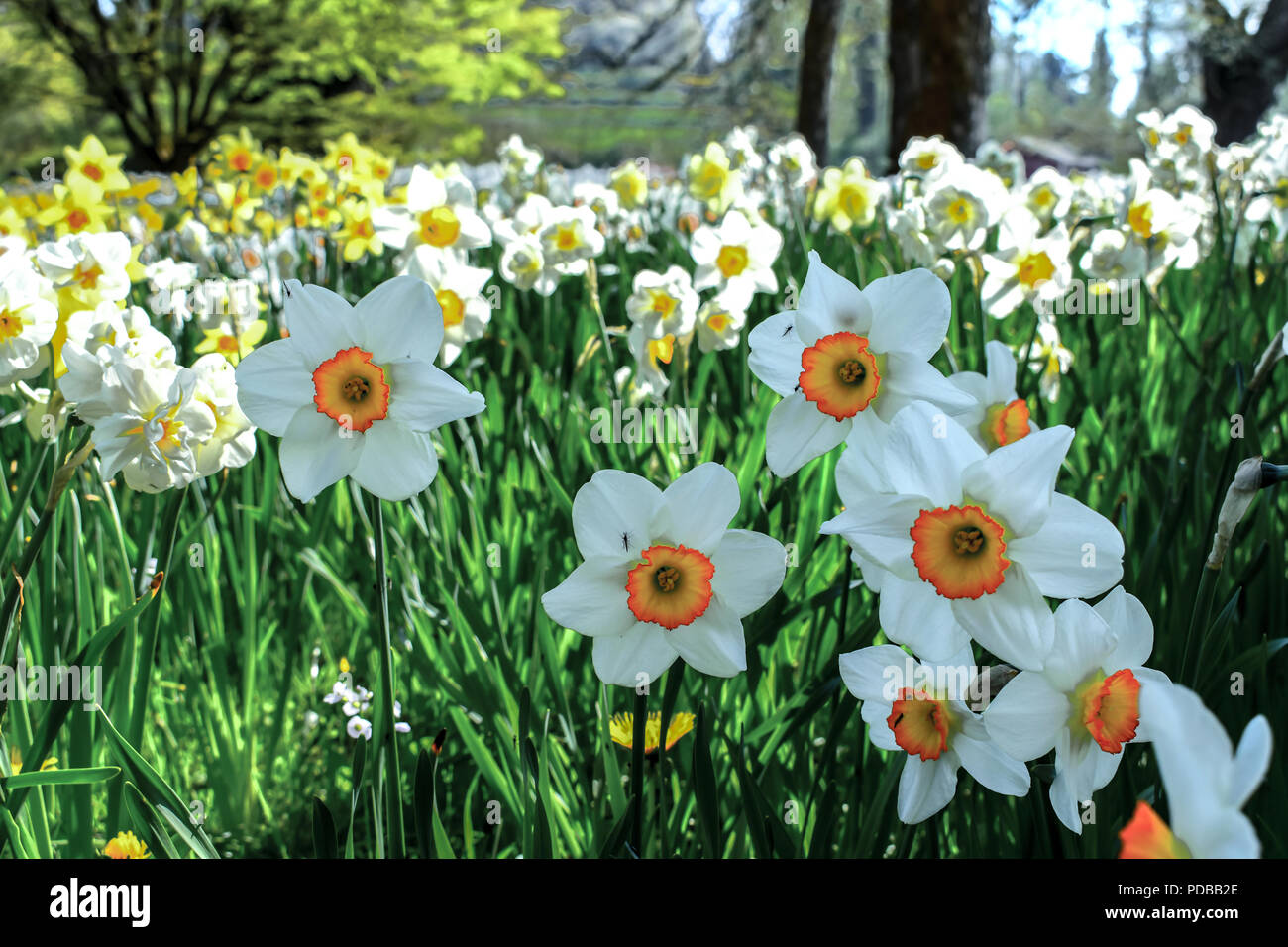 Narcissus is a genus of predominantly spring perennial plants of the Amaryllidaceae (amaryllis) family. Stock Photo