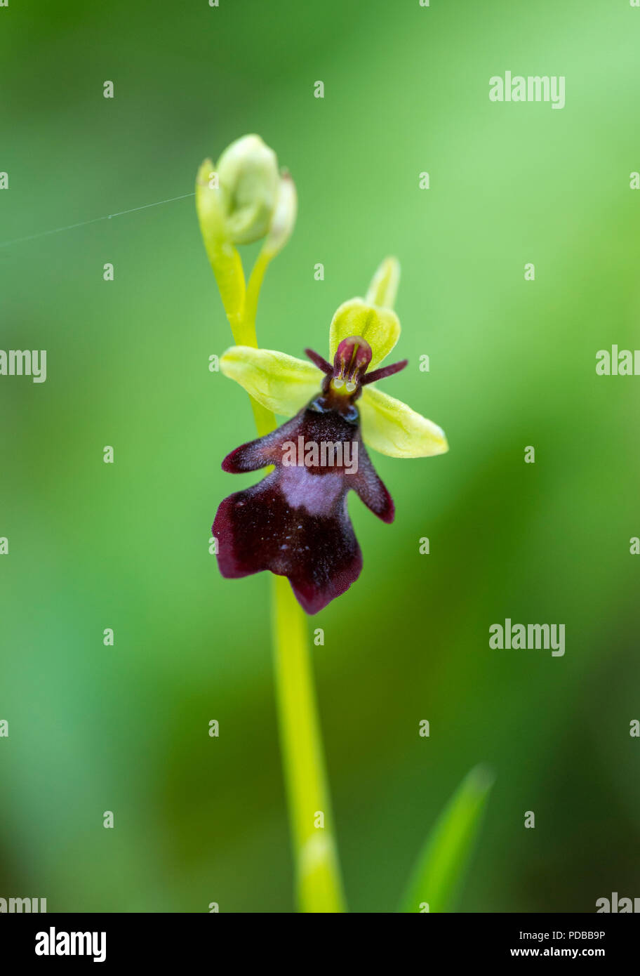 A single Fly Orchid (Ophrys insectifera). A rare wild orchid in Yockletts Bank nature reserve, Kent. Stock Photo