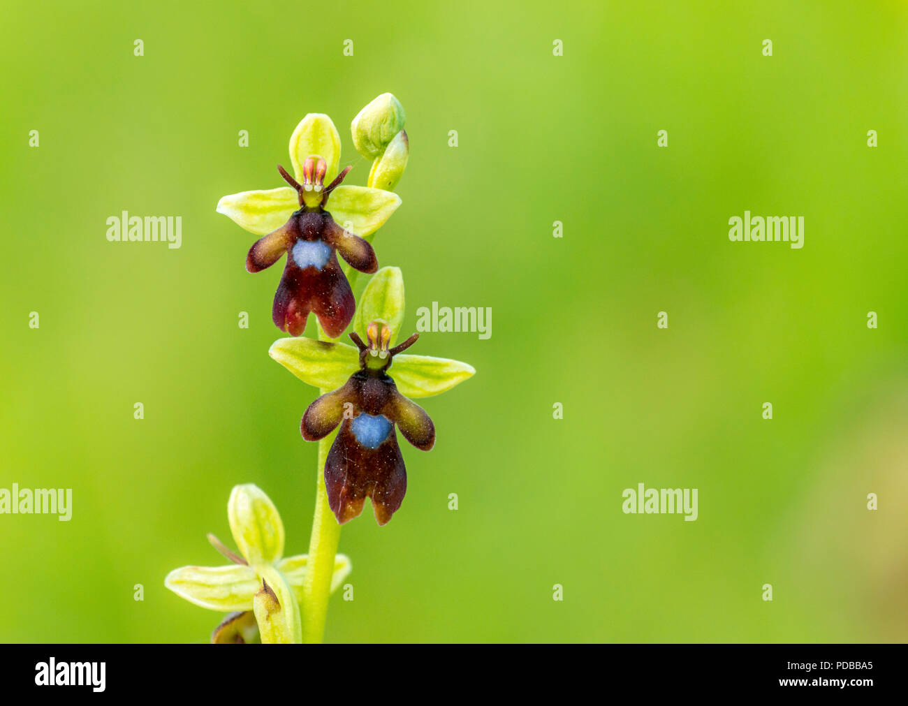 A rare Fly Orchid (Ophrys insectifera). A native rare wild orchid in Park Gate Down nature reserve, Kent. Stock Photo