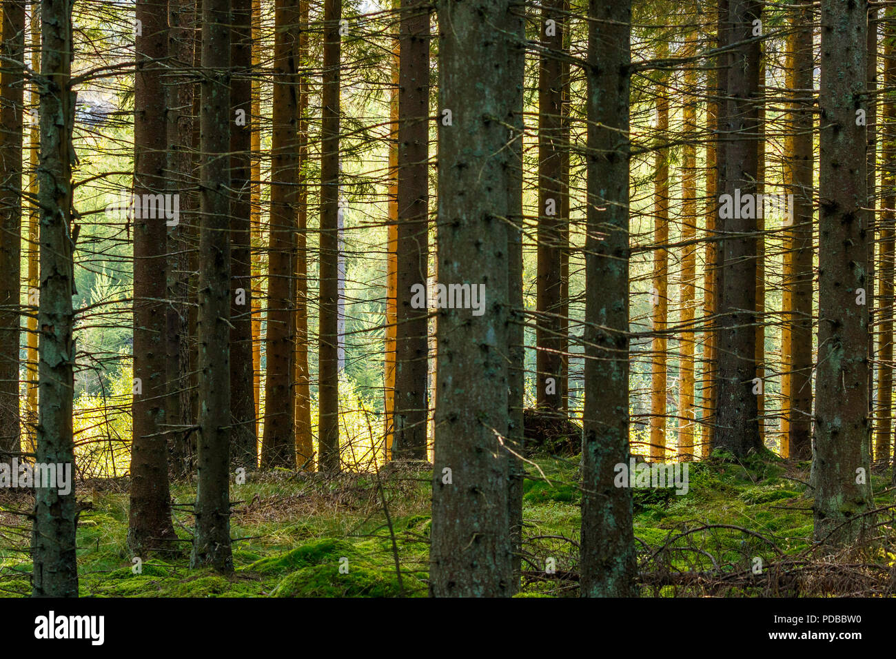 Spruce forest with sunlight shines through the trees Stock Photo Alamy