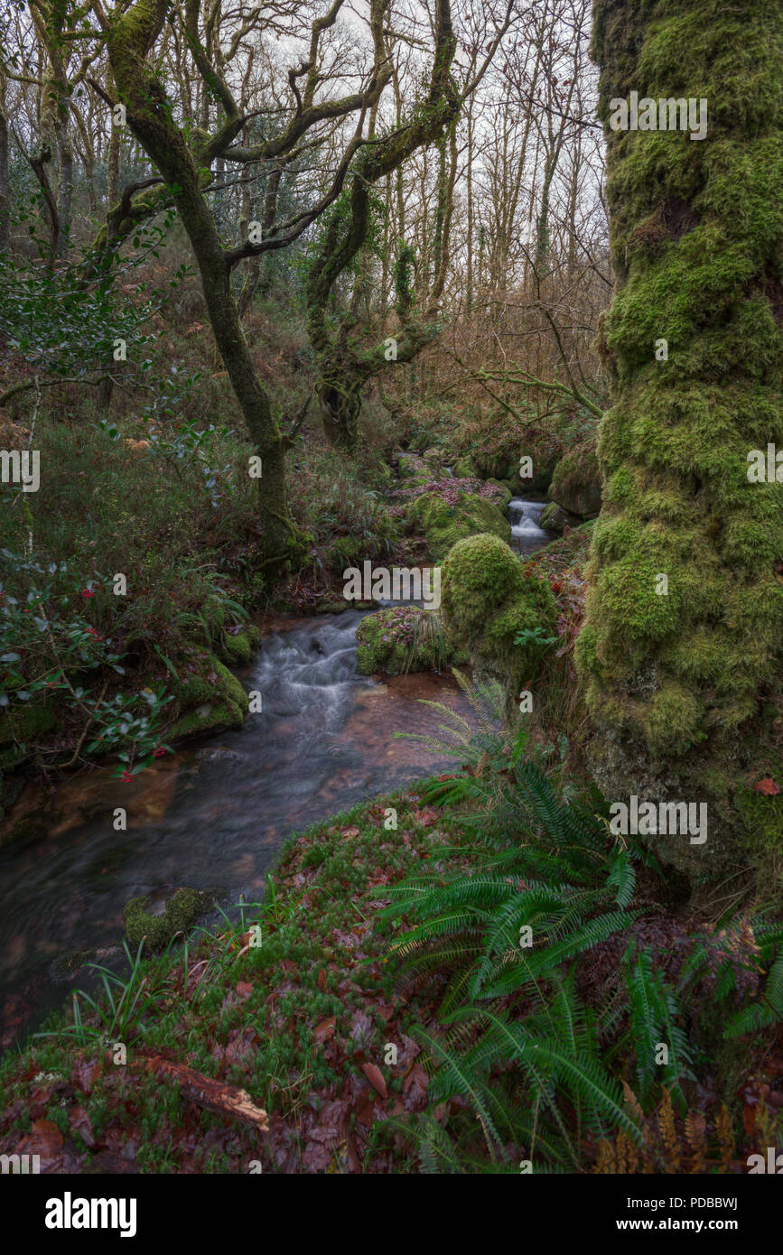 Stream in a moist Atlantic forest Xistral, Muras, Lugo, Galicia Stock Photo